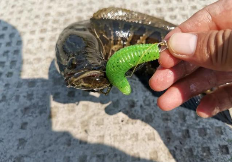 black snakehead