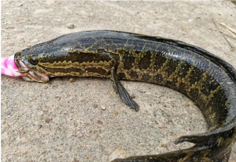 black snakehead