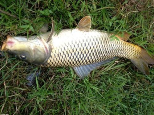 How to catch carp