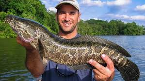 Snakehead fish