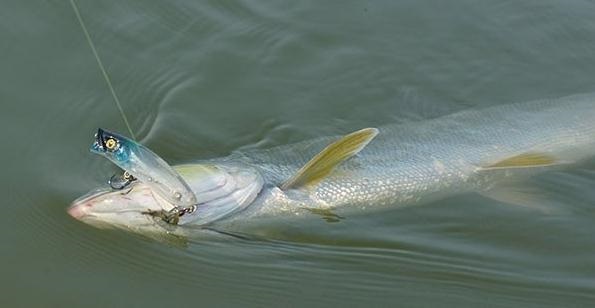 Yellowcheek carp
