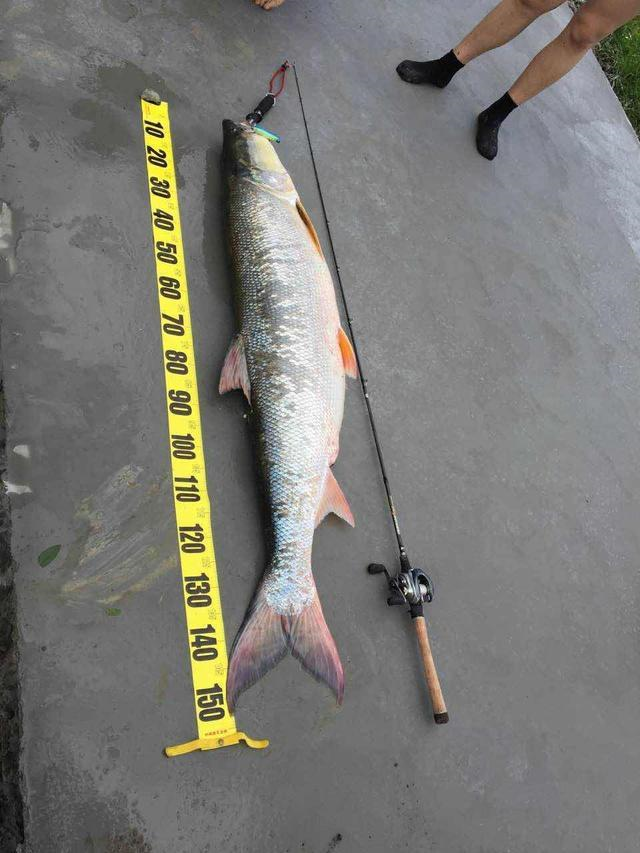 Yellowcheek carp