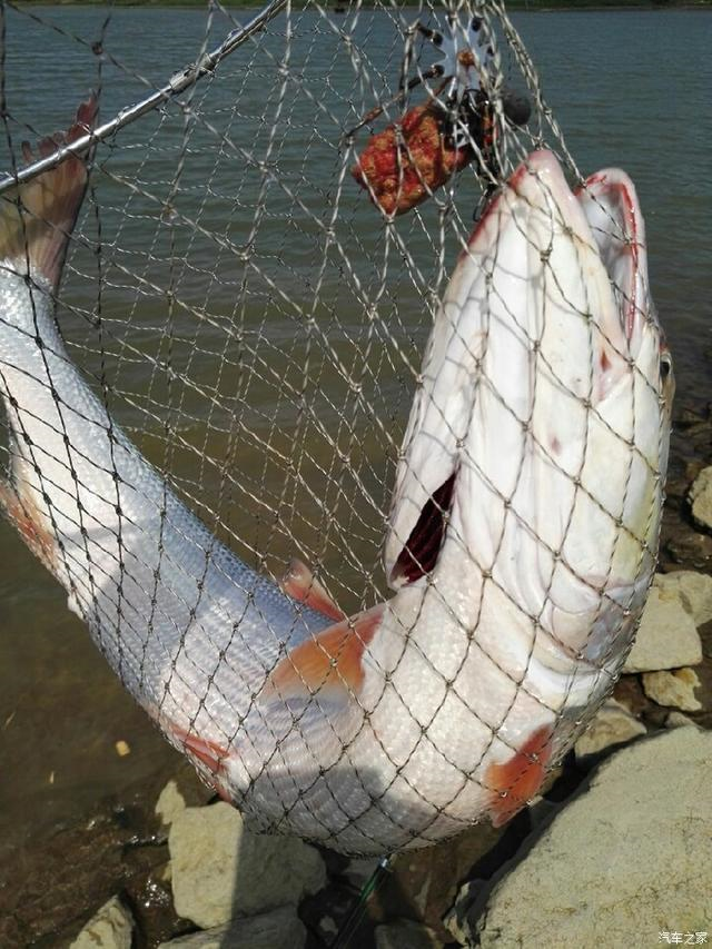 Yellowcheek carp