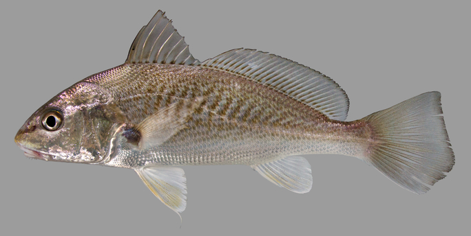 croaker