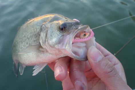 Striped bass
