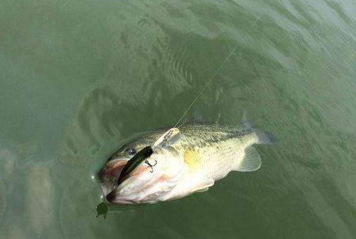 Striped bass