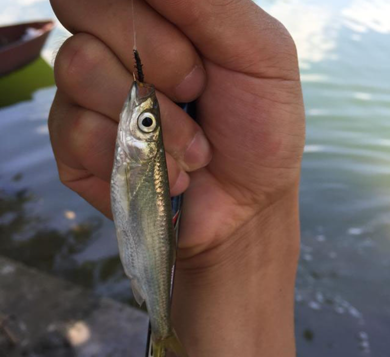 Minnows