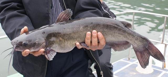 Catfish