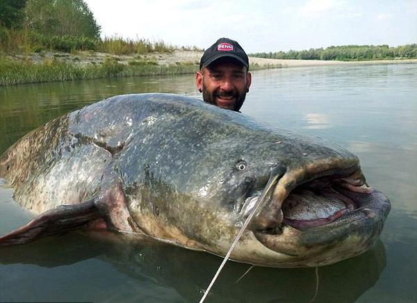 Catfish