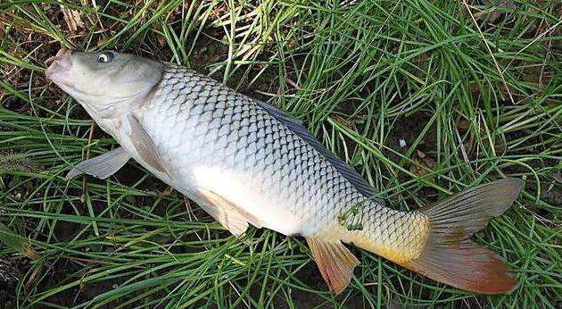 carp