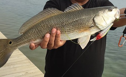 Striped bass