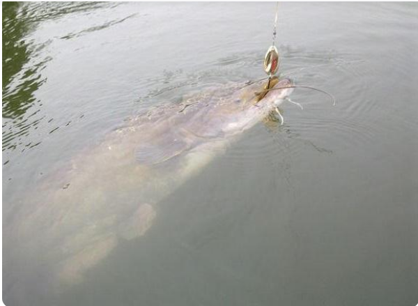catfish