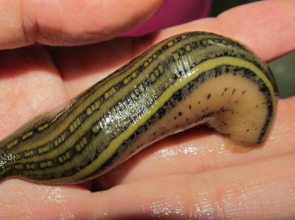 leech