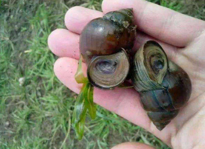 river snail