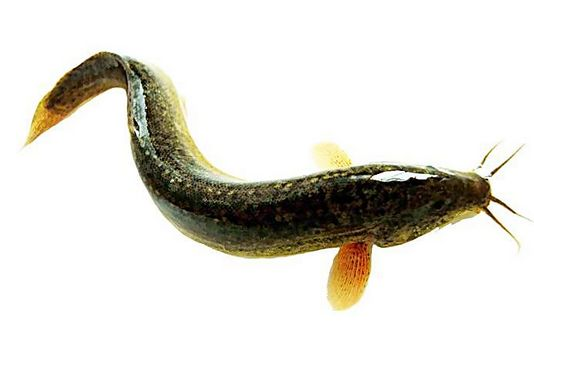 loach