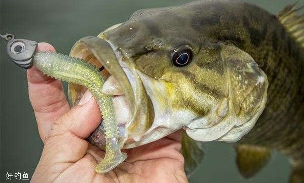 Striped bass