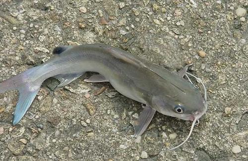 catfish