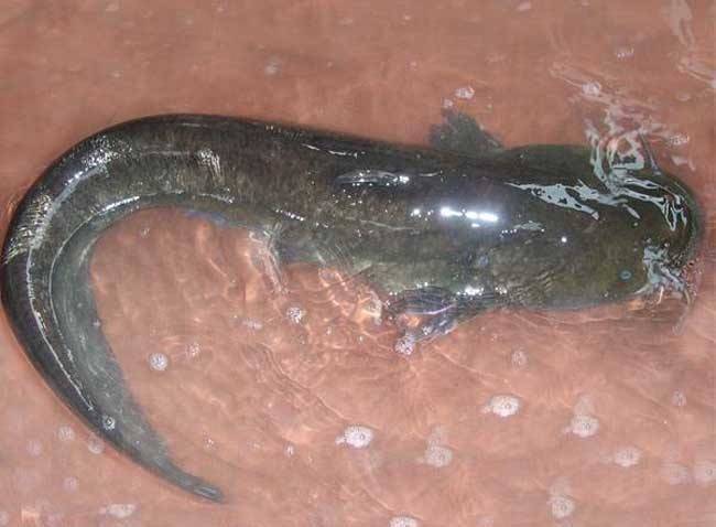 catfish