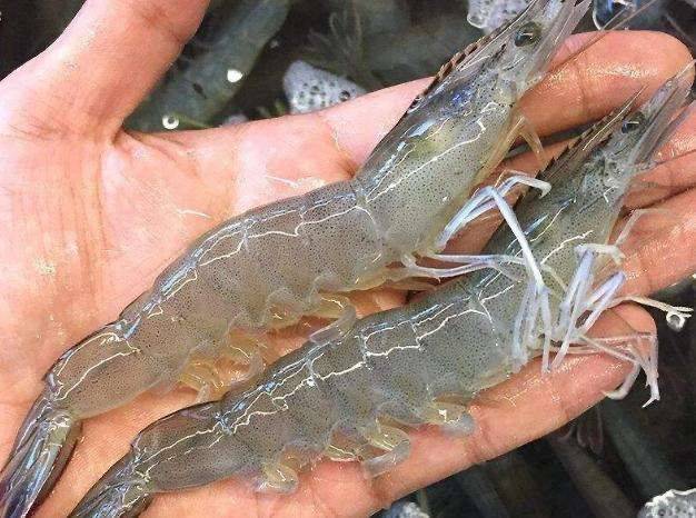 shrimp