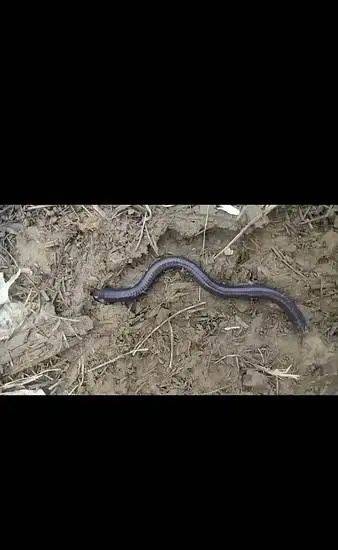 earthworm