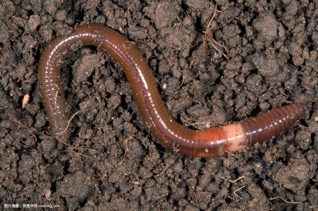 earthworm