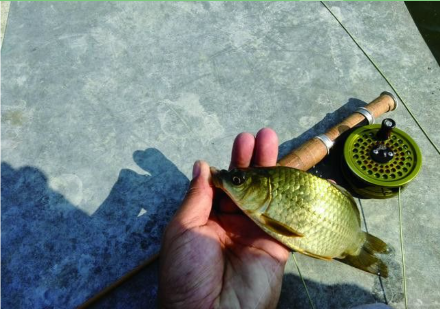 fly fishing