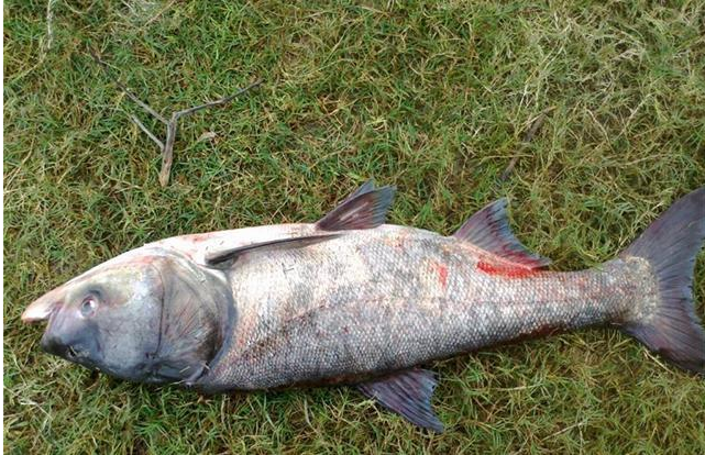 Silver carp