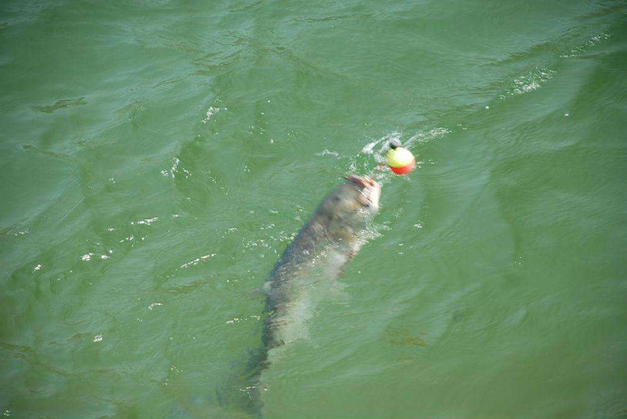 Silver carp