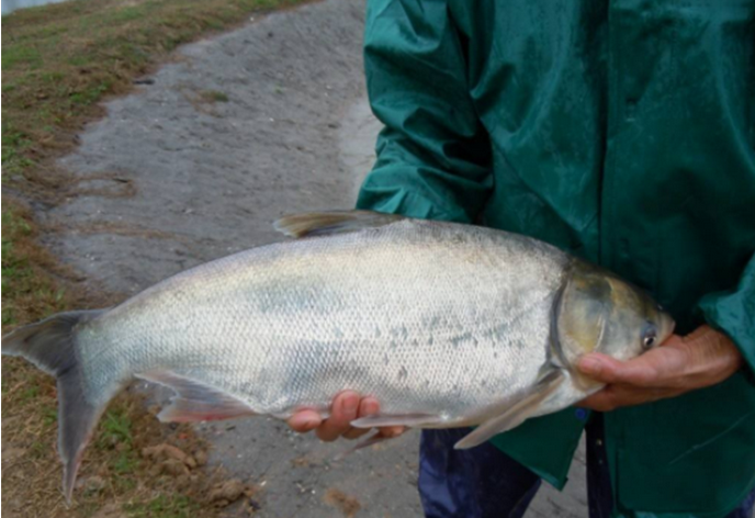 Silver carp