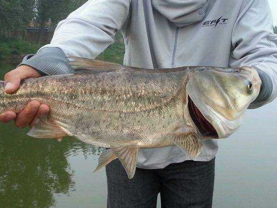 Silver carp