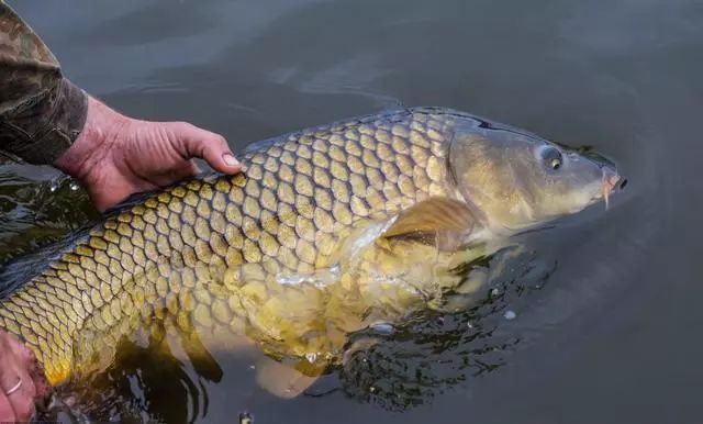 carp