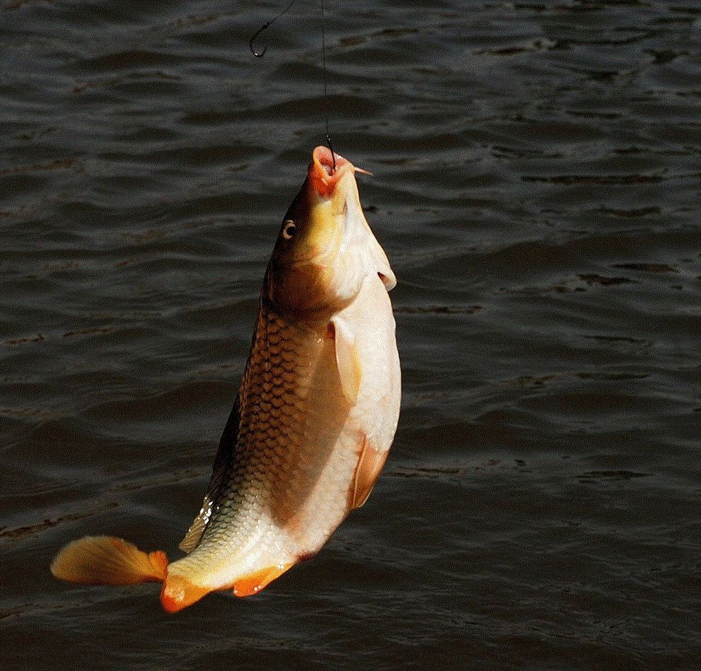 carp