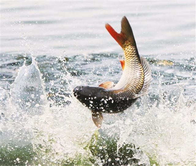 carp