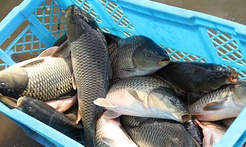 carp