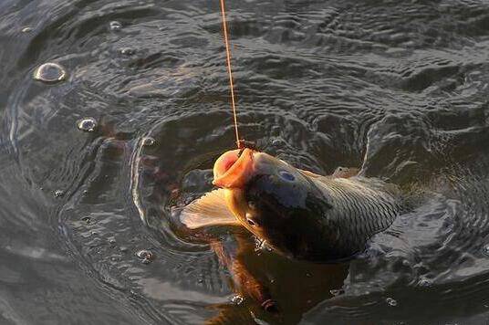 carp