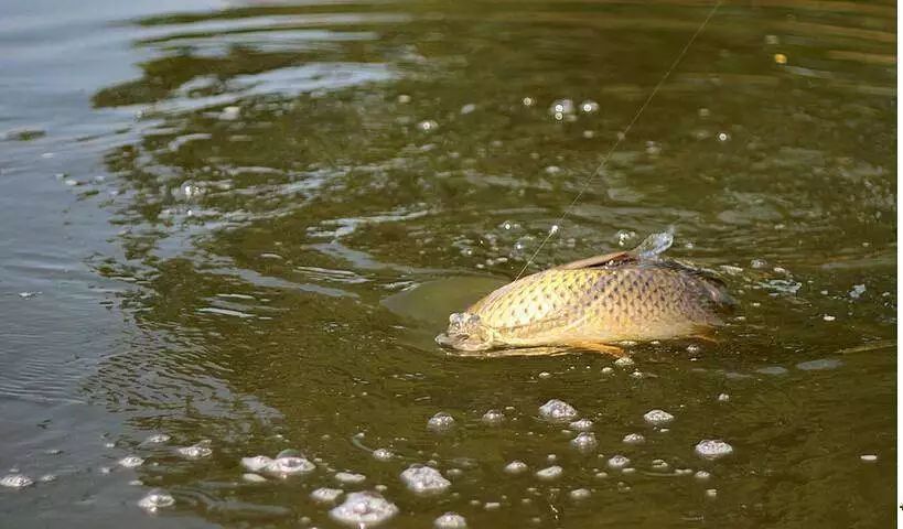 carp
