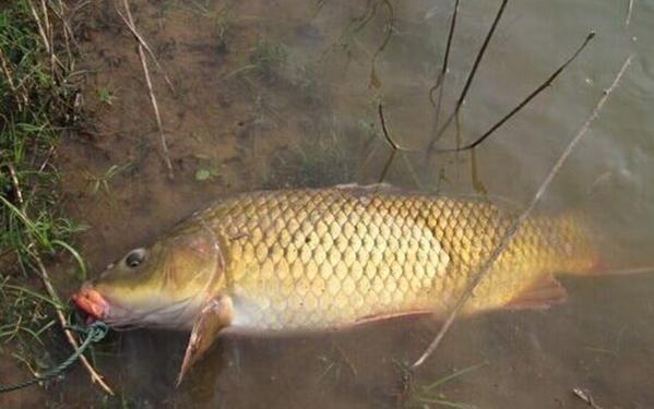 carp