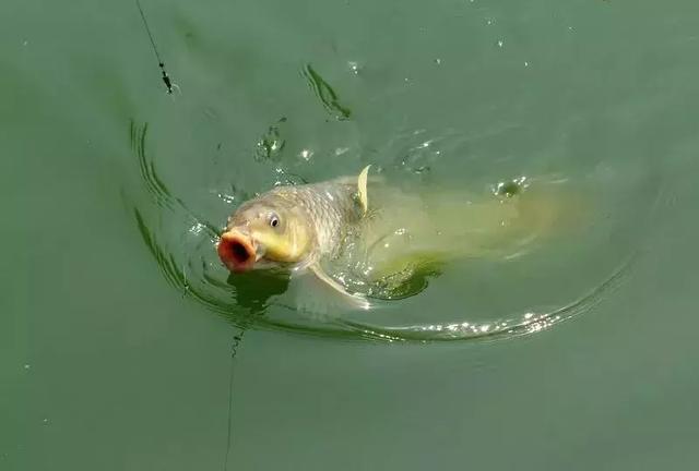 carp