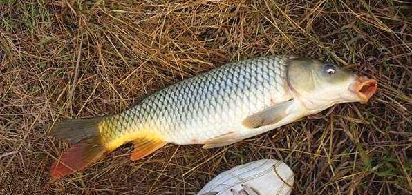 carp