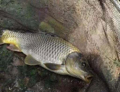carp