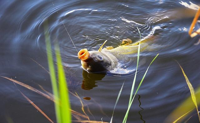 carp