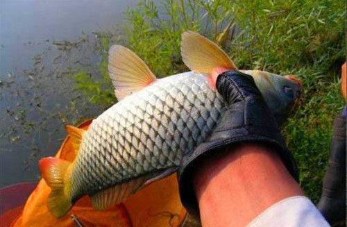 carp