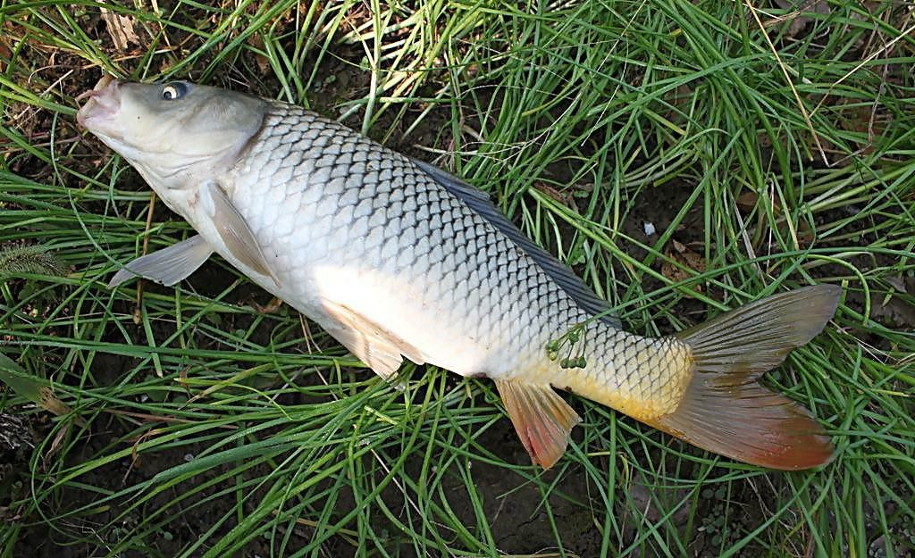 carp