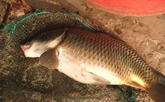 carp