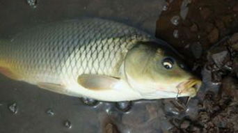 carp