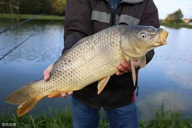 carp