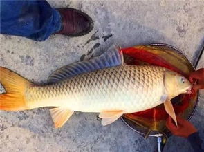 carp