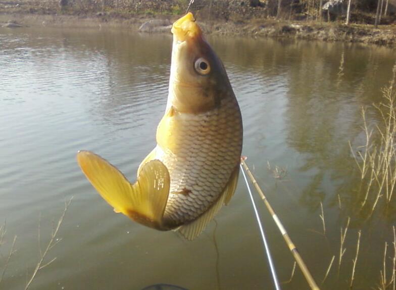 carp