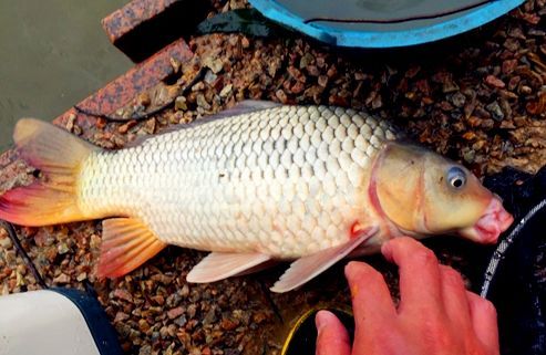 carp