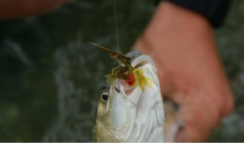 fly fishing